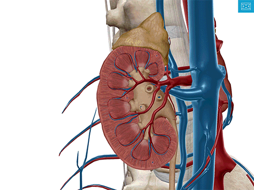 eecp kidney3